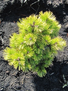 ����� ������ `Winter Gold`