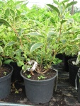 Вейгела цветущая `Nana variegata`